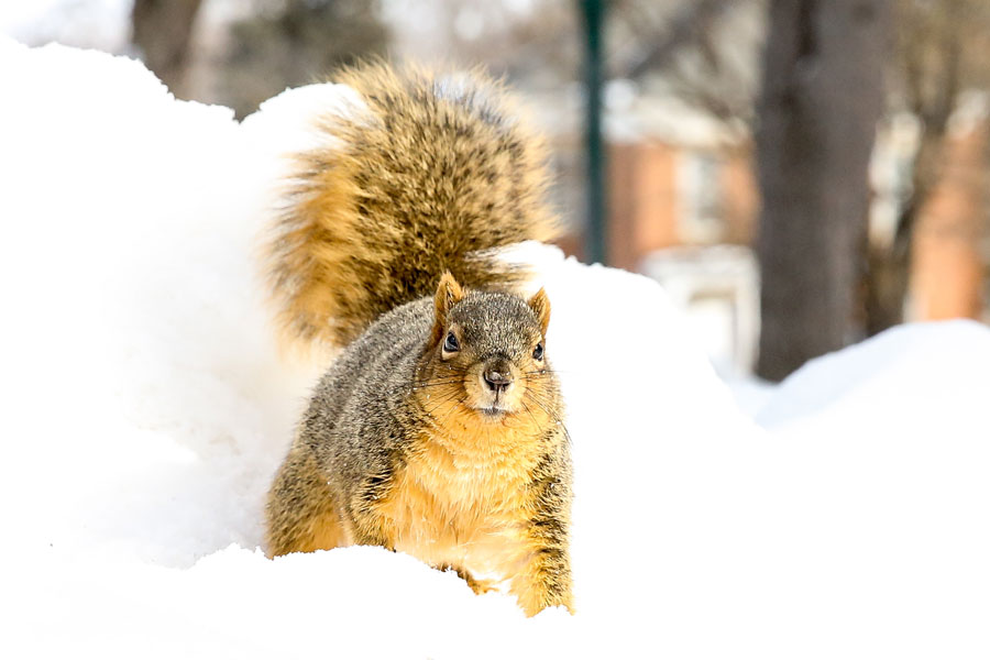 CornellCollege's tweet photo. Squirrels are one of the things we love about living on the Hilltop. They may not be unique to Cornell, but our squirrels—a.k.a. Cornell Chunkies—are an endearing aspect of campus life.
What is your favorite thing about the Hilltop?
#CornellCollege #CornellReport #HilltopLife https://t.co/XncqL7O3e5