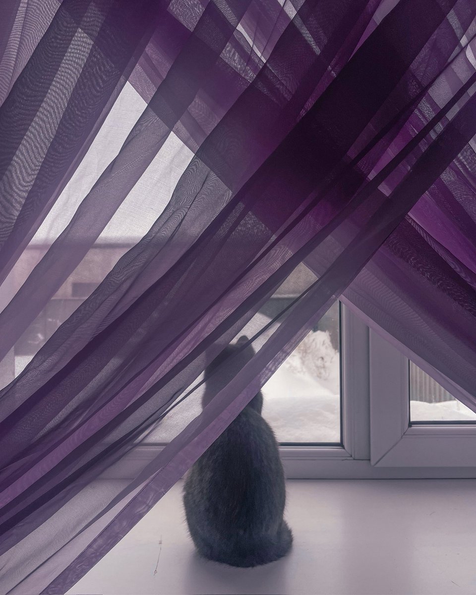sheenpippin's tweet photo. 🐈💜 https://t.co/SPZRURx9Tw