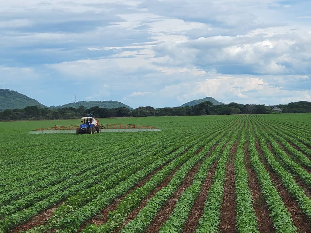 Executive <a href="/SeedCoZimbabwe/">Seed Co Zimbabwe</a> genetics at work…