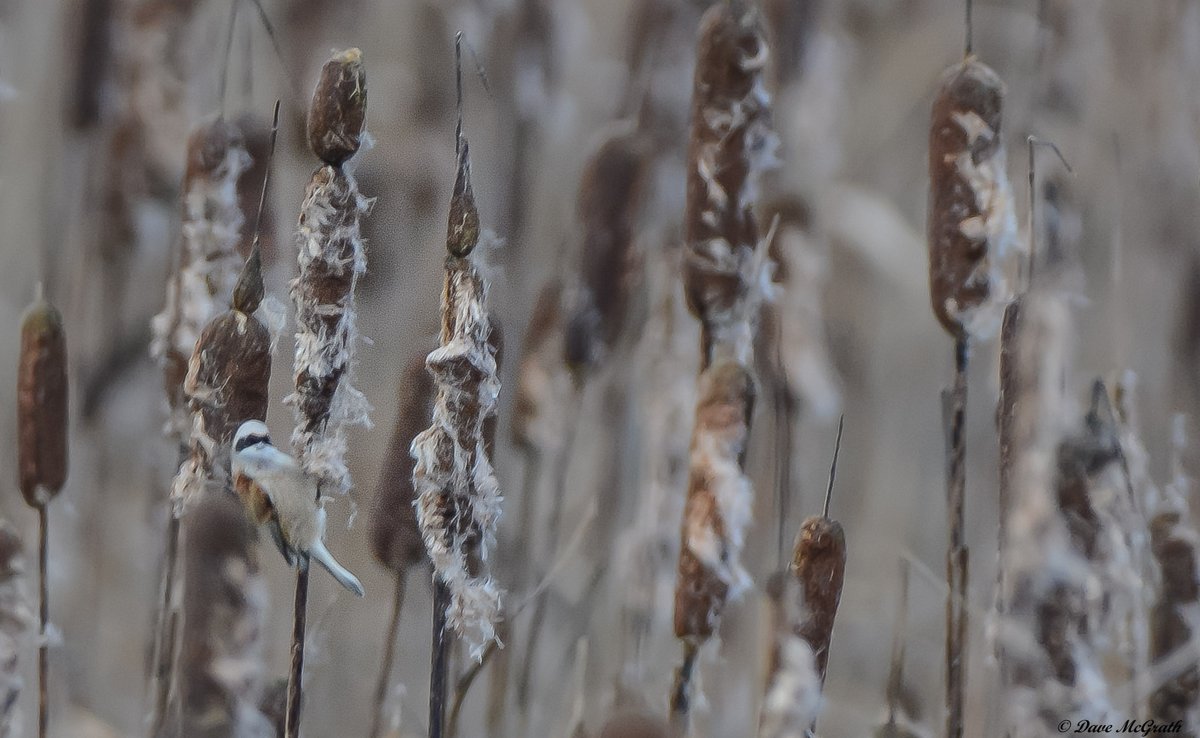 DavidMcGrath42's tweet photo. Penduline Tit ,the Gearagh Co.Cork 6/1/23 ✅
#Pendulinetit #Cork https://t.co/Ijwryr571f
