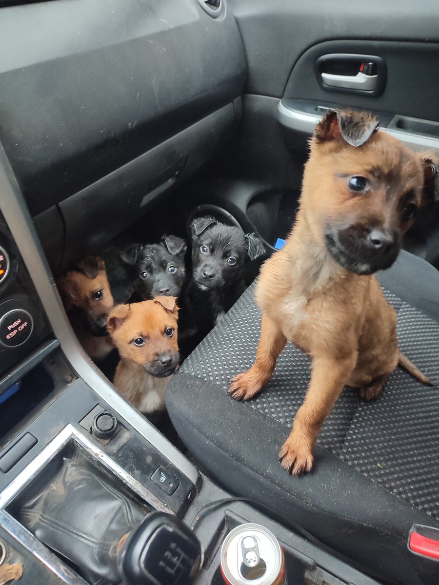 damian_zurawski's tweet image. Proszę o RT🙏

Dostałem przed chwilą wiadomość z prośba o pomoc w znalezieniu tym szczeniakom domu.💔
Niestety ktoś psiaki wyrzucił w lesie, na szczęście trafiły na dobrą osobę, która nie pozostała obojętna i je zabrała.
Pieski znajdują się we wsi Sośnia, Podlasie.