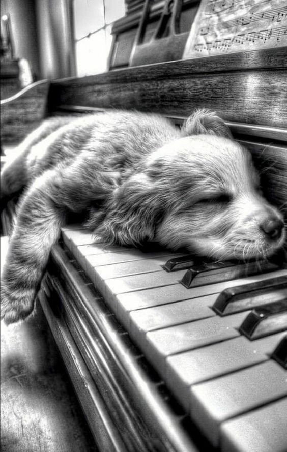 LeoAuteur's tweet photo. Est élu le plus mignon de la semaine... https://t.co/0KtcpsEF9Y