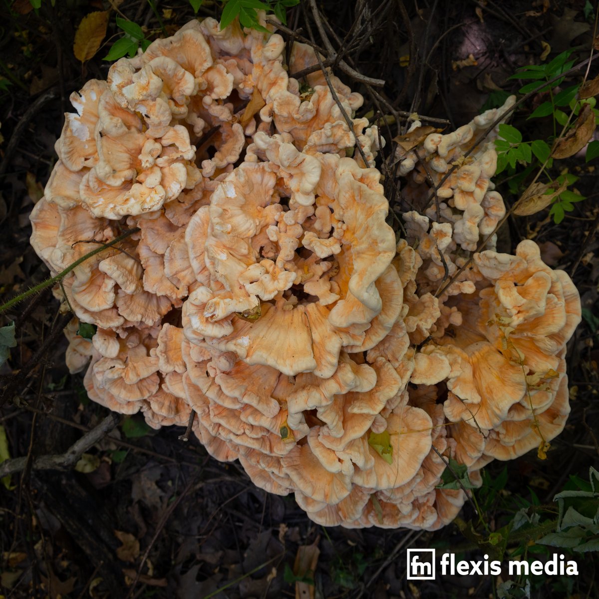 FlexisMediallc's tweet photo. Photo Friday: Tree Fungus

#flexismedia #photofriday #fungus #treefungus #nature #naturephotography #beautiful https://t.co/I2PxxfYeAm