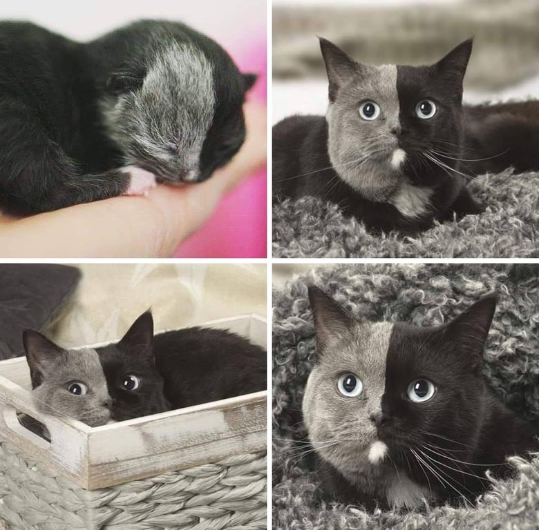 DontShowYourCat's tweet photo. two-tone https://t.co/VaGifJcCSA