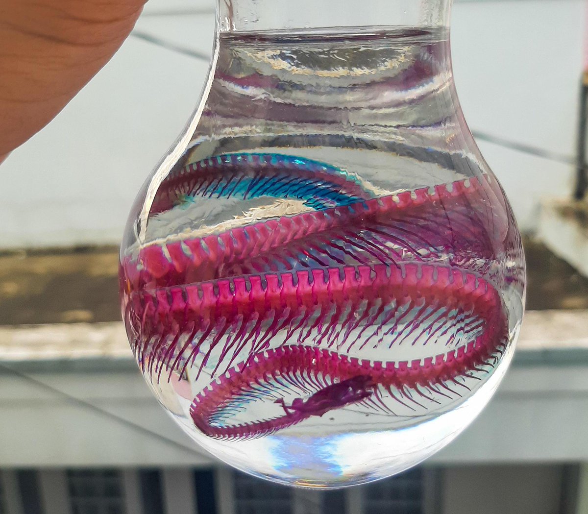 animalsamples's tweet photo. The bone this enhydris enhydris is stained with red and a little bit blue.  A powerful snake diaphonized specimen. 
#deadthing #dark #bone #skeleton https://t.co/hYkW4MCQ7y