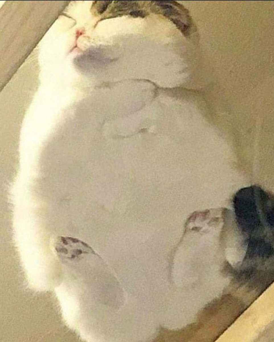 chaoticcatpics's tweet photo. https://t.co/mAUPVN6v1K
