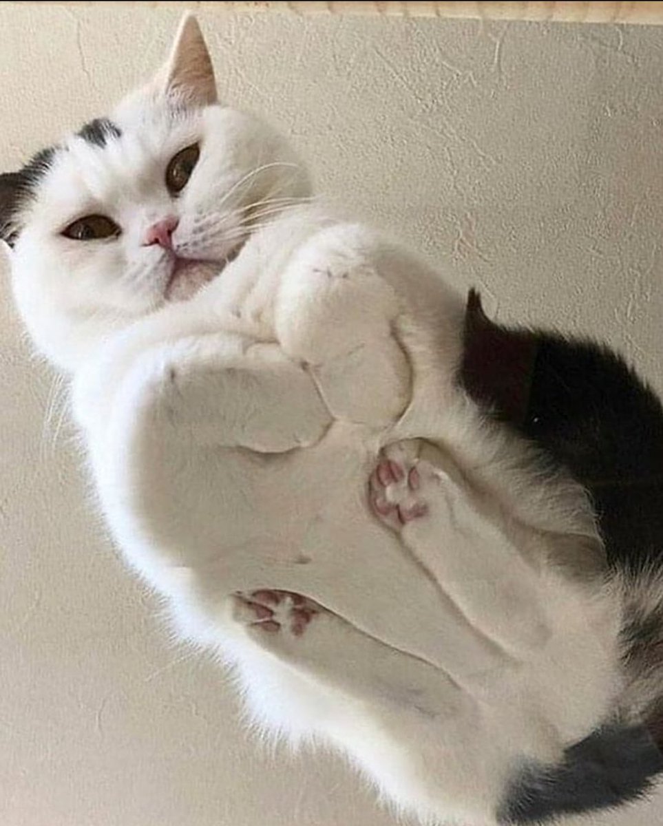 chaoticcatpics's tweet photo. https://t.co/comrzMF7WP