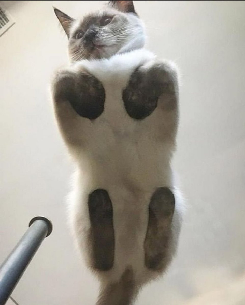 chaotic cats (@chaoticcatpics) on Twitter photo 