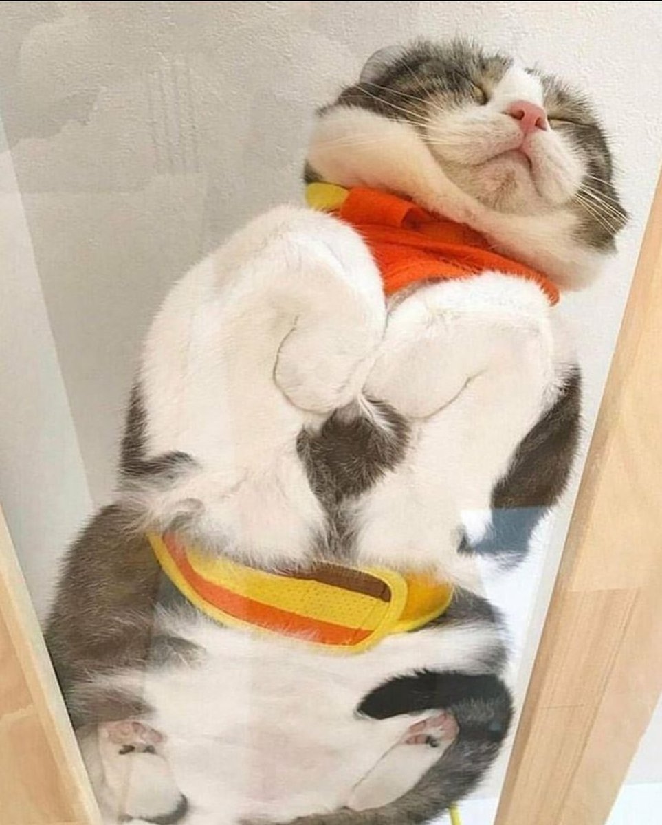 chaoticcatpics's tweet photo. https://t.co/mAUPVN6v1K