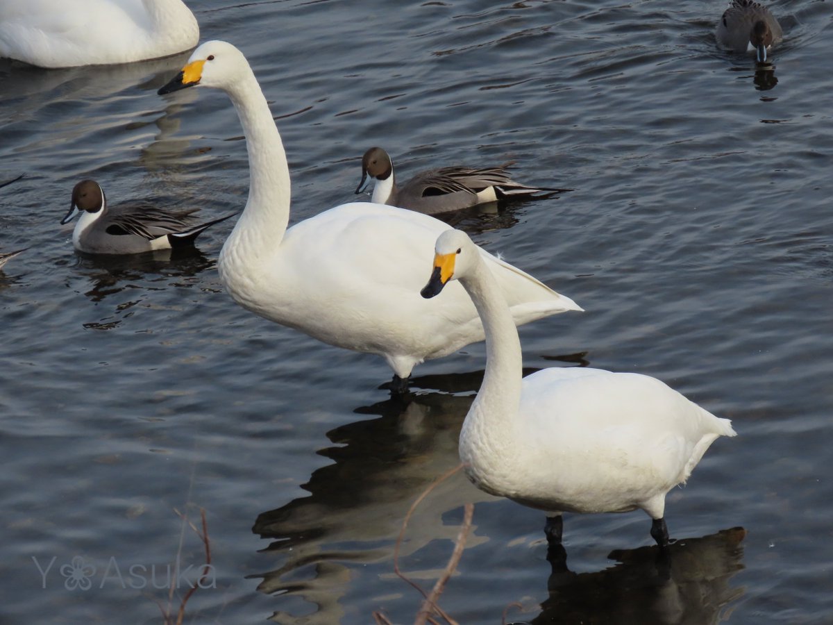 yumeasutw's tweet photo. #ハクチョウ の日常🦢
#薄雲 が広がる空に
ぼんやりと #ハロ が見える
穏やかな昼下がり🌤️
のんびりと過ごす #白鳥
賑やかな #オナガガモ 達を
蹴散らす白鳥🦢
#オオハクチョウ #大白鳥 #Whooper_Swan
#尾長鴨 #Northern_Pintail
#野鳥 #bird
#空の名前
#天気の図鑑
#a2023 #a0106 #a202301 https://t.co/MYTZQIaZlr
