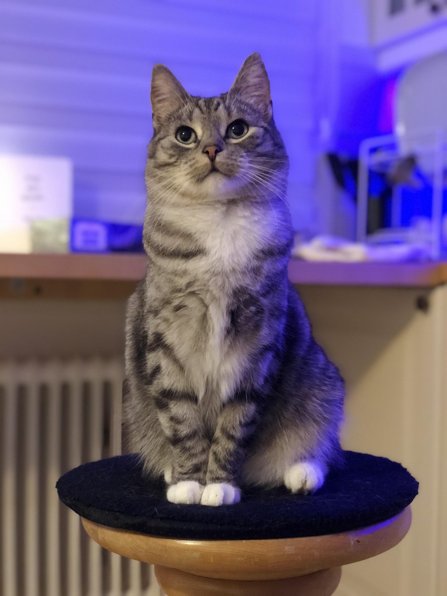 michaelscat2's tweet photo. Show me your most adorable pictures of your cat/cats https://t.co/hihVCS426b