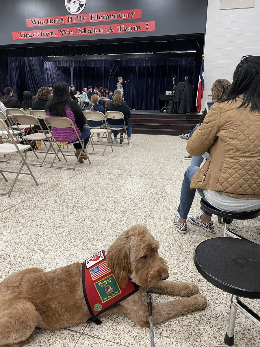 George the Comfort Dog tweet media