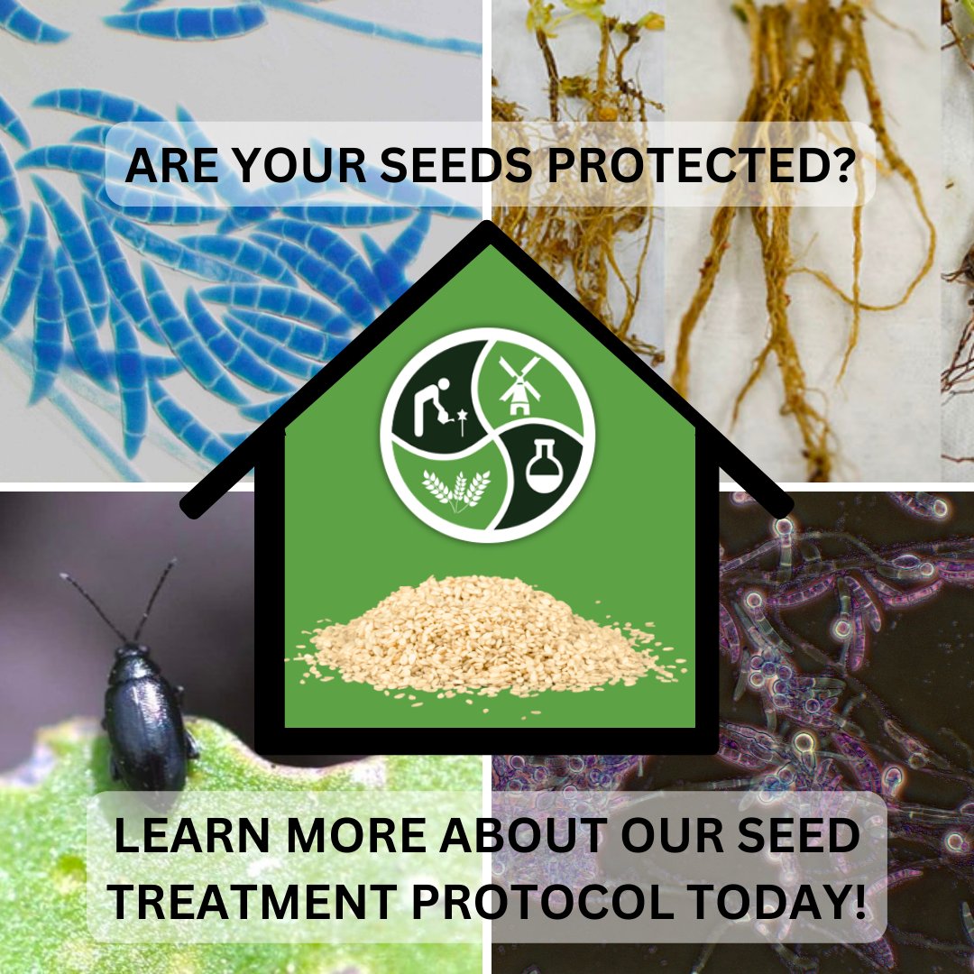 CustomAgIntel's tweet photo. Our customized seed treatments reduce the likelihood of crop-borne diseases and prevent damage from pests!
Protect your seeds, and improve your yields!
Contact us today!
#saskag #seedhealthmatters #CustomAG #seedtreatment #diseaseprevention #pestcontrol #addingrealvalue https://t.co/FLT3UyTNOi