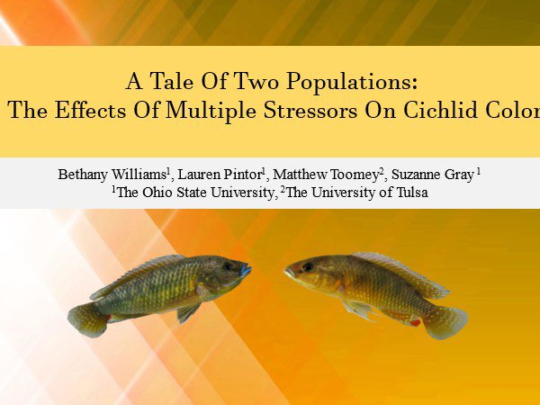 blw9786's tweet photo. If you’re interested in cichlids, multiple stressors, or color come check out my talk on the final day, 3pm in Lonestar E! #SICB2023 https://t.co/JECnV7sR6x