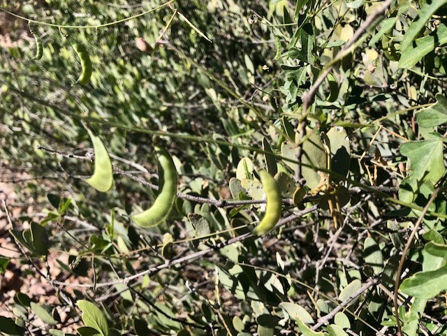 Organ Pipe Cactus NM tweet media