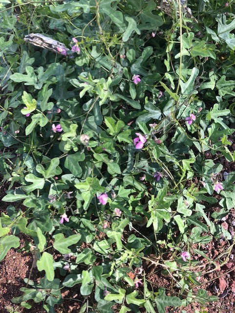 January 6 is National Bean Day! The tepary bean was introduced to Anglo farmers by the Tohono O’odham people. This bean matures quickly and is tolerant of the low desert climate and alkaline soil. Tepary beans may be naturally found at Organ Pipe Cactus!