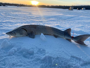 The 2023 lake sturgeon fishing season on Black Lake in Cheboygan County will begin at 8 a.m. Saturday, Feb. 4. All anglers must register online to participate in the fishing season. 

Registration info: content.govdelivery.com/accounts/MIDNR…