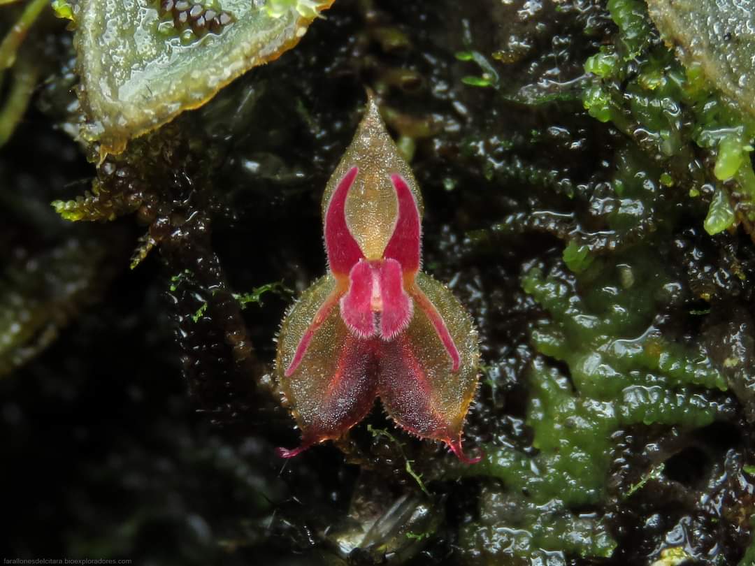 bioexploradores's tweet photo. Esta bella y diminuta orquídea lleva por nombre 𝙇𝙚𝙥𝙖𝙣𝙩𝙝𝙚𝙨 𝙡𝙮𝙘𝙤𝙘𝙚𝙥𝙝𝙖𝙡𝙖. Es una de las tantas orquídeas miniatura que pasan desapercibidas en nuestros bosques de niebla.

 #PrimerRegistro de esta especie para los Farallones del Citará.

#biodiversidad #orquideas https://t.co/TnNn7GVp2i