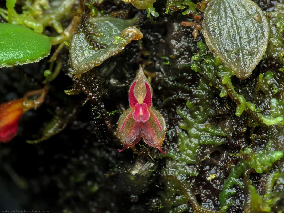 bioexploradores's tweet photo. Esta bella y diminuta orquídea lleva por nombre 𝙇𝙚𝙥𝙖𝙣𝙩𝙝𝙚𝙨 𝙡𝙮𝙘𝙤𝙘𝙚𝙥𝙝𝙖𝙡𝙖. Es una de las tantas orquídeas miniatura que pasan desapercibidas en nuestros bosques de niebla.

 #PrimerRegistro de esta especie para los Farallones del Citará.

#biodiversidad #orquideas https://t.co/TnNn7GVp2i