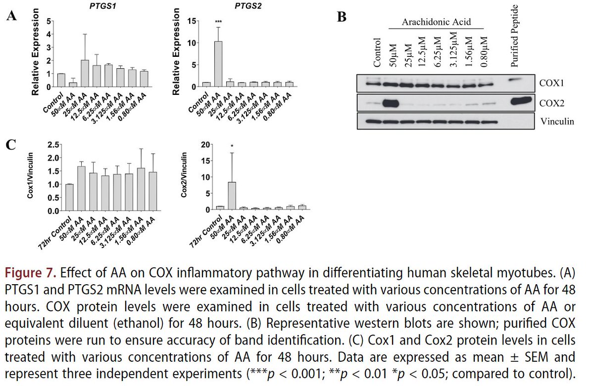 The dose–response effects of arachidonic acid on primary human skeletal myoblasts and myotubes

From @BM_Roberts_SkM et al

'high concentrations of AA inhibit myoblast proliferation, myotube fusion, and myotube hypertrophy'

doi.org/10.1080/155027…