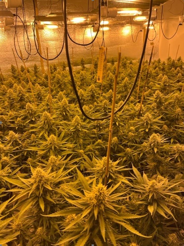 We attended an address on New Street yesterday shortly before 11pm due to a strong smell of cannabis. Inside was a large cannabis grow along with lighting and other paraphernalia. Enquiries are ongoing and anyone with information can contact us quoting incident 332 of 5 January.