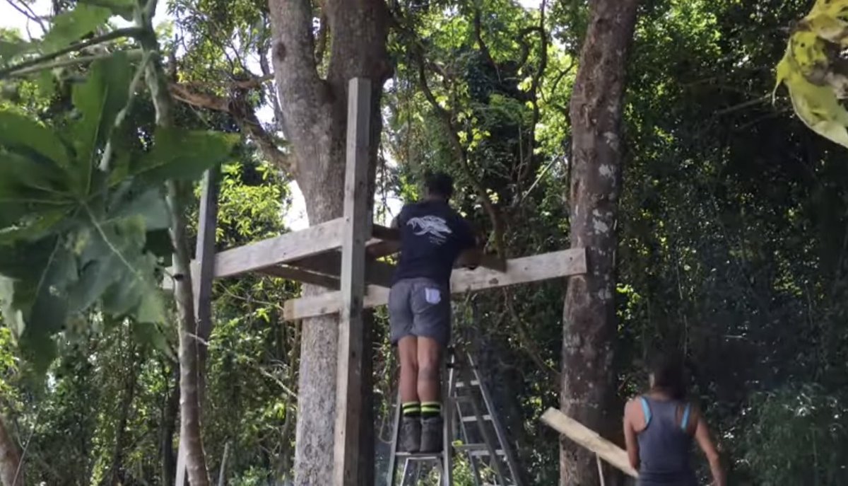 Aopanda Tonga Party 公式 tweet media