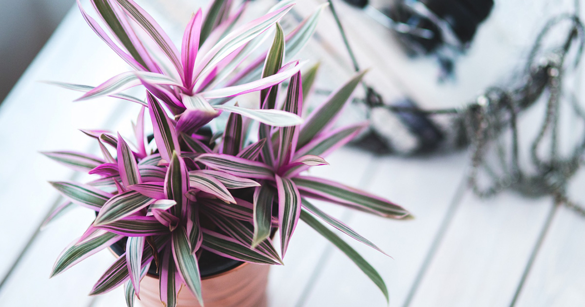 schleys_blumen's tweet photo. Ist es Zeit für eine neue #Zimmerpflanze? Bei Schley´s können Sie sich in einer großen Vielfalt inspirieren.

#blumenladen #indoorpflanzen #frühjahr #indoor #indoorgarden https://t.co/i4Lr7KcMAi