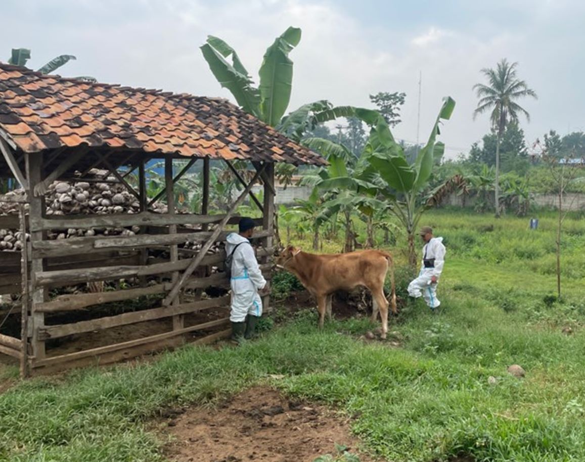 World_Farmers's tweet photo. @willbulo:
Many small size farmers become the victim of the FMD and LSD. We do our share by educating and help Indonesian government vaccinating their cattle.
We must use proper protective suits and procedures to not bring the virusses to our feedlot.
#JJAA #PMK #FMD https://t.co/pgGn57JrSb