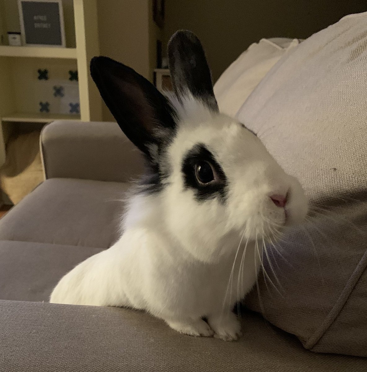 MiitchellSmith's tweet photo. @CrumblCookies Year of the rabbit. https://t.co/FeIgjVw14l