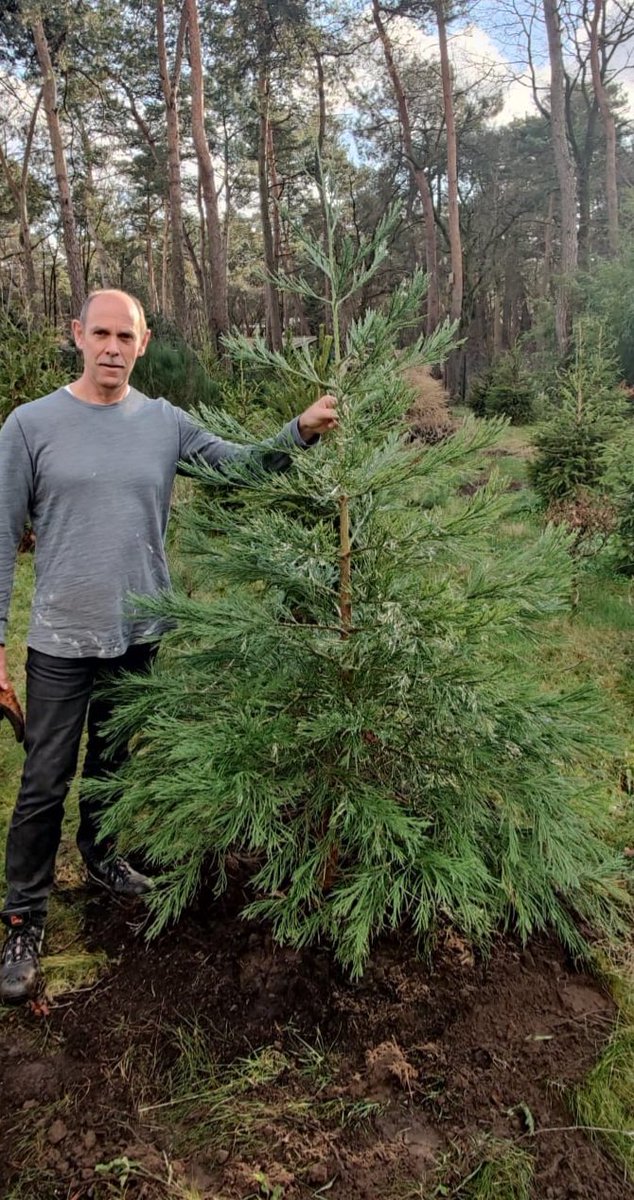 RayWagemaker's tweet image. After planting 150 trees in our forrest garden we finally planted the first giant. We have now added the #Sequoiadendron-giganteum or in English the Giant #Sequoia. Very proud to have given one of these beautiful trees a nice place to grow.