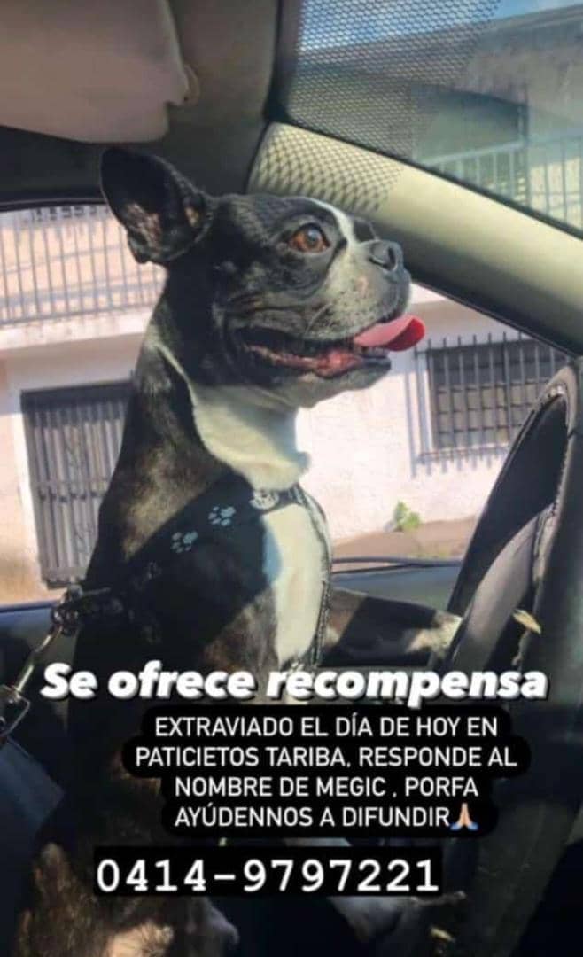 taribaaldia's tweet photo. SERVICIO PÚBLICO:
"Megic" se extravió en Patiecitos.
Sus propietarios ofrecen una gratificación para quien lo encuentre y lo reporte al número indicado.
@taribaaldia
#recompensa
#mascotaextraviada
#Megic
@huellitasgochas
@serviciosreport https://t.co/v2GxnJBznq