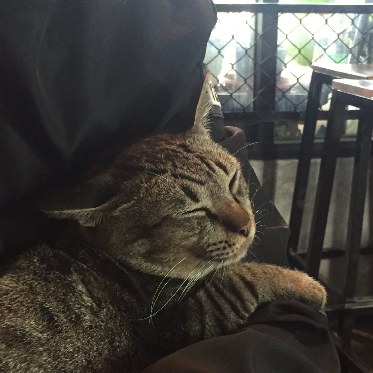 merixme's tweet image. เมี้ยว