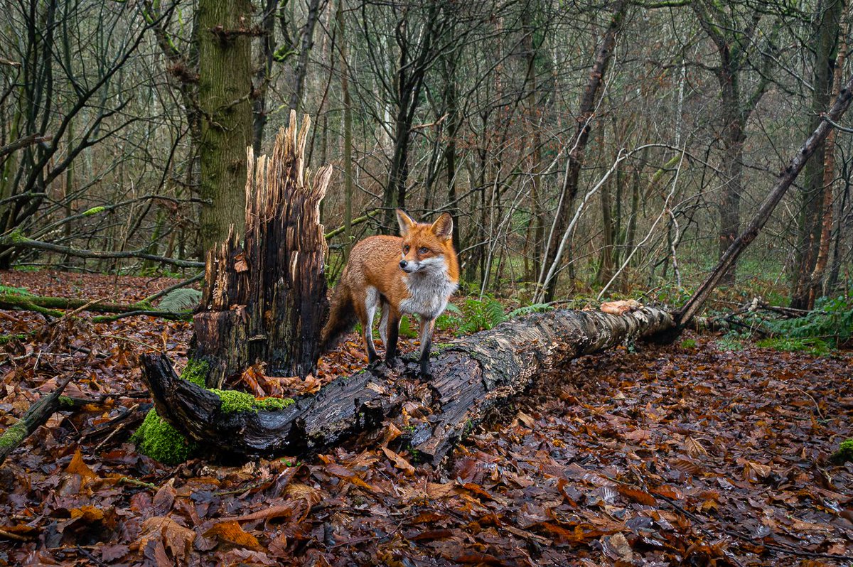 Robert Canis tweet media