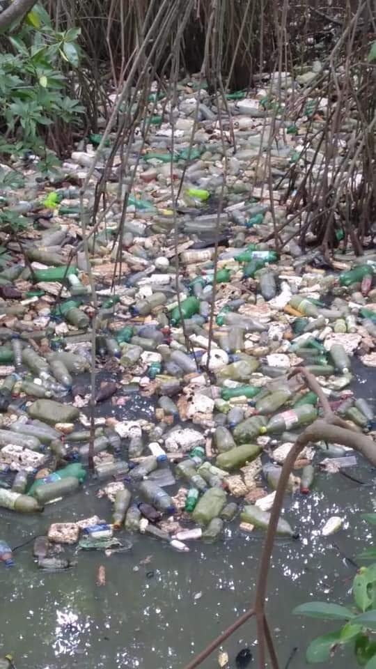 EedCare's tweet photo. #FaceThePlasticTruth at #Mangrove forest in Negambo lagoon area in #SriLanka. It's a disaster that cannot be seen from outside unless you go inside the thick mangrove forest looking for #plasticpollution.  Collective &amp; integrated efforts needed to prevent this and save marinelife https://t.co/Ad4IWwGWi4