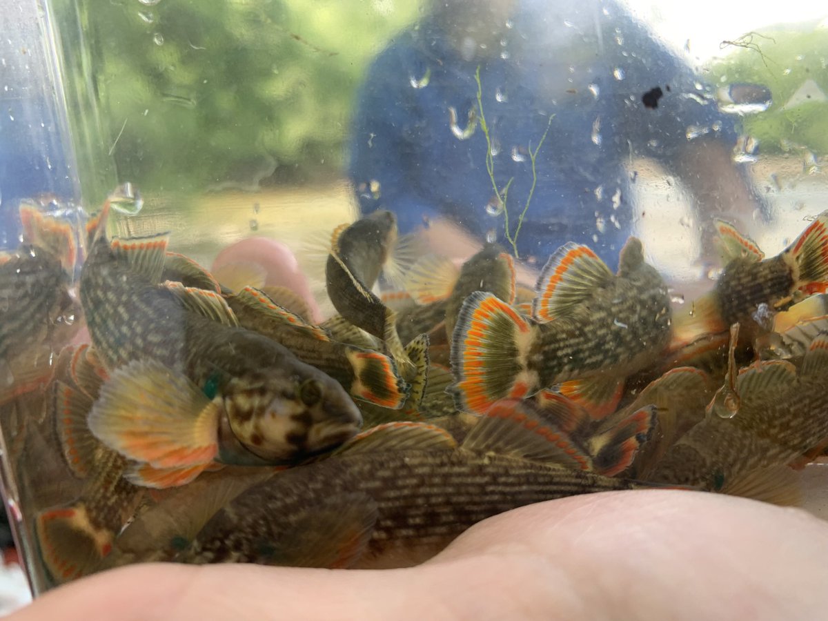 nat_schroth's tweet photo. Hey #SICB2023, come see me at my poster today (158 - 3:30 slot) to hear what I’ve discovered so far about these beautiful guys and how their color is evolving!!! https://t.co/gY2OalfOHP