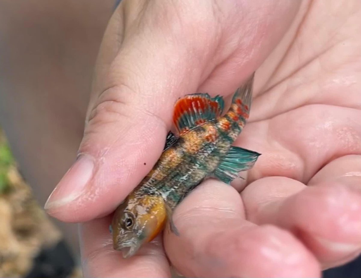 nat_schroth's tweet photo. Hey #SICB2023, come see me at my poster today (158 - 3:30 slot) to hear what I’ve discovered so far about these beautiful guys and how their color is evolving!!! https://t.co/gY2OalfOHP