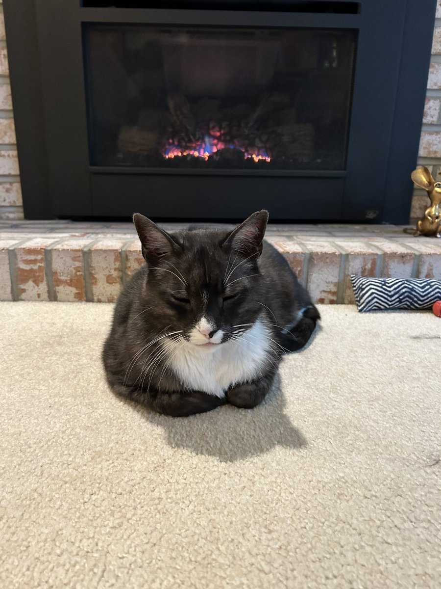 zaneykitty's tweet photo. #CatsOfTwitter #CatsOnTwitter 
Brick oven loaf https://t.co/f4ar0BEiGb