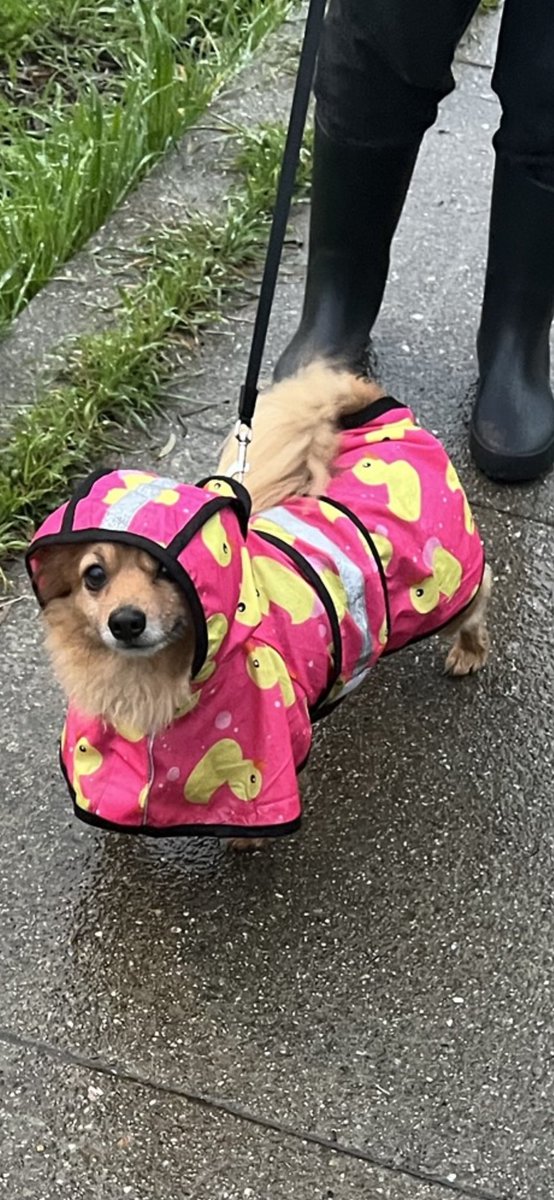 Macielitis's tweet photo. @weatherchannel Mia (and her rubber duckies) from San Francisco did not appreciate all the rain this week. https://t.co/hCdR8l63sx