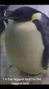 Project Pengu tweet media