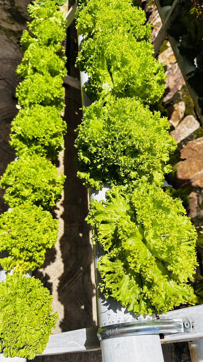 AliFarmsGroup's tweet photo. Hydroponics has proven to have more benefits compared to traditional agriculture: less use of space, 90%  efficient use of water, no soil required and you can grow all year round.
The harvest is clean, fresh and healthier.
#SustainableAgriculture #Rwot #Rwanda #agriculture https://t.co/K8wgeH8NZC