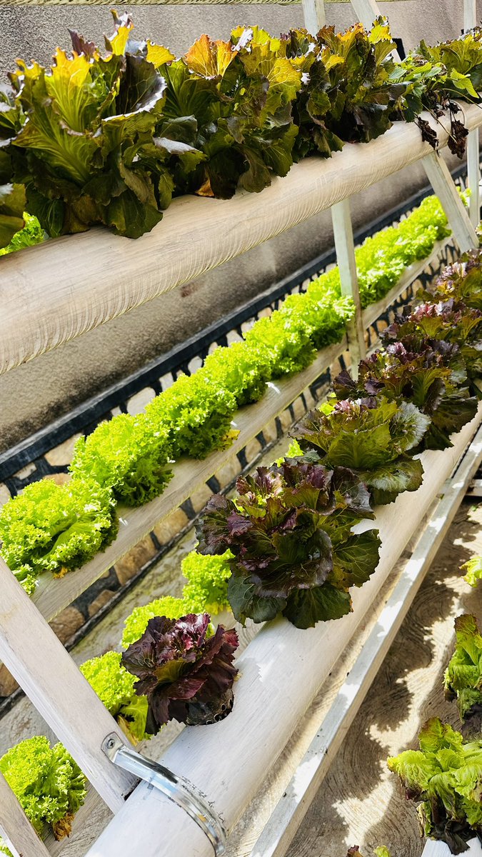 AliFarmsGroup's tweet photo. Hydroponics has proven to have more benefits compared to traditional agriculture: less use of space, 90%  efficient use of water, no soil required and you can grow all year round.
The harvest is clean, fresh and healthier.
#SustainableAgriculture #Rwot #Rwanda #agriculture https://t.co/K8wgeH8NZC