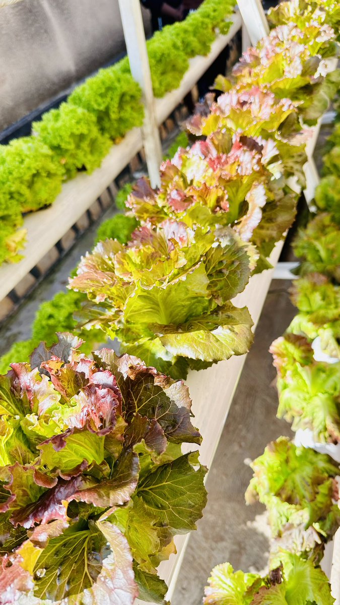 AliFarmsGroup's tweet photo. Hydroponics has proven to have more benefits compared to traditional agriculture: less use of space, 90%  efficient use of water, no soil required and you can grow all year round.
The harvest is clean, fresh and healthier.
#SustainableAgriculture #Rwot #Rwanda #agriculture https://t.co/K8wgeH8NZC