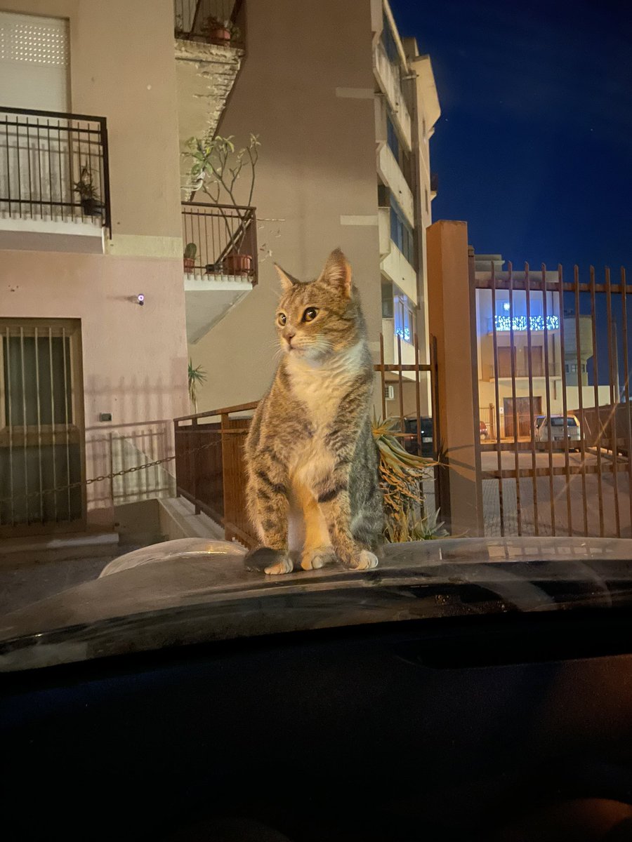 David_22p's tweet photo. Ieri sera prima di poter usare la macchina ho dovuto aspettare i suoi comodi https://t.co/6UqHCTZSfZ
