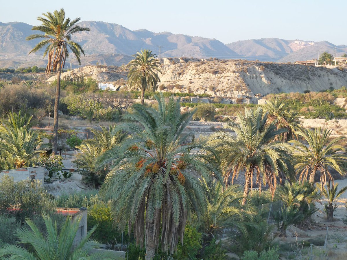 tudmur's tweet photo. 🇵🇸 El desértico paisaje de Abanilla está salpicado por numerosas palmeras datileras que forman pequeños oasis frente a la imperante aridez. Se la conoce popularmente como la "Palestina murciana" debido a su similitud con un bello país que el mundo actual sigue dando de lado. https://t.co/Pq3vFCkJap