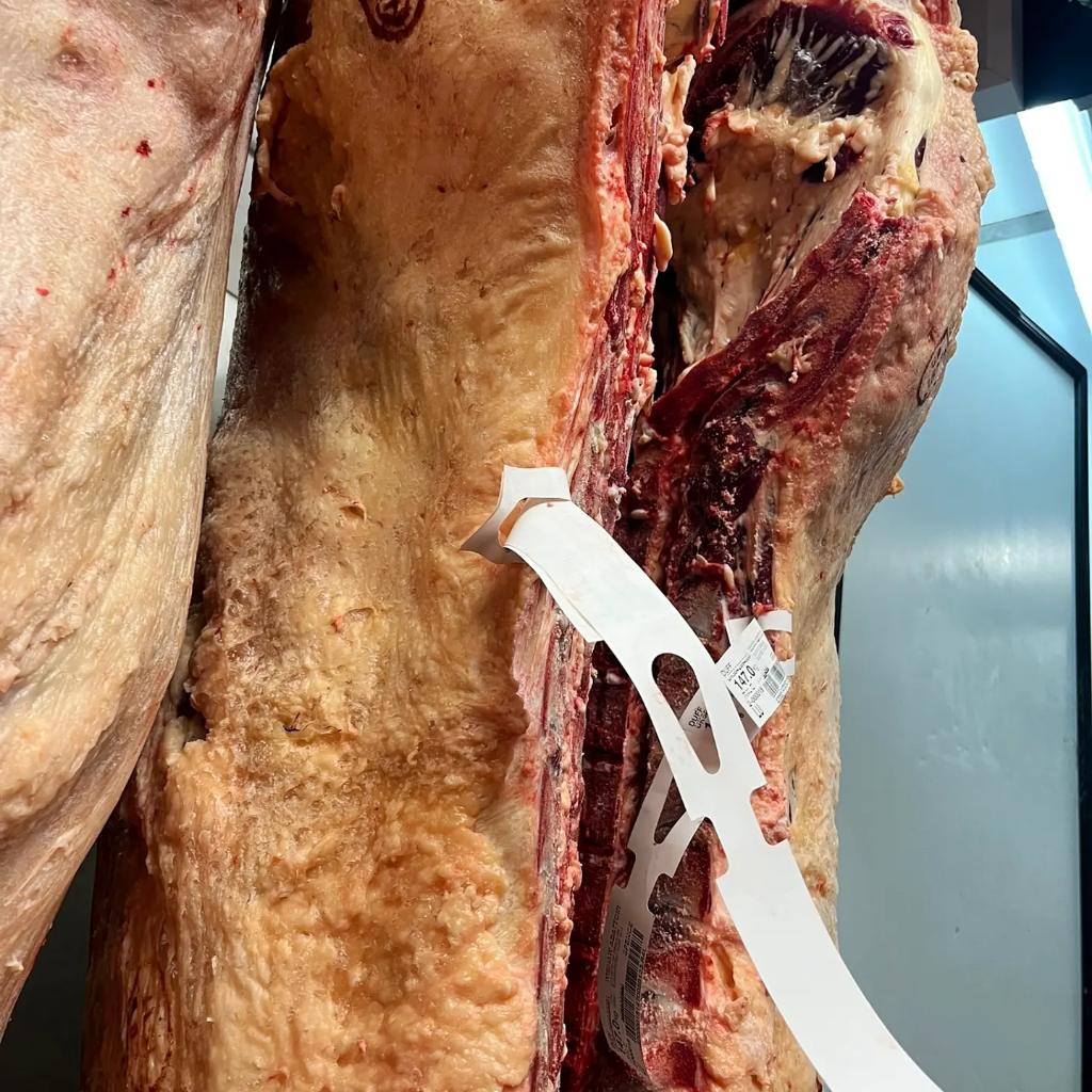 MacDuff1890's tweet photo. Beautiful pure Luing in from @roberthillfarm 🤩🤩
Developed on the island of Luing, the Cadzow brothers created this fantastic crossbreed using a highland as the heifer and a beef shorthorn as the bull.
Get in touch if interested!
#pureluing #nativebreed #nativebeef https://t.co/how4vw1L1t