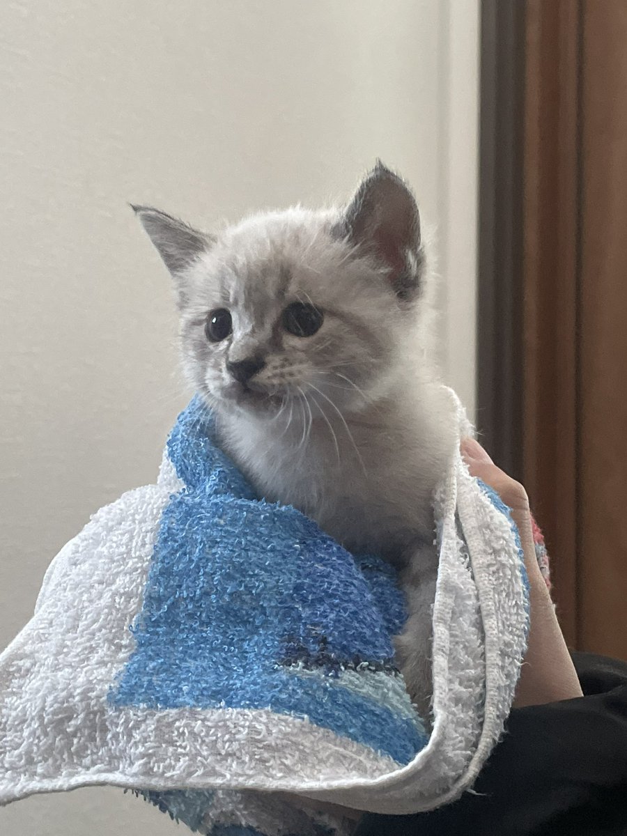 chell05021's tweet photo. おうちに新しく子猫ちゃんきたの❕ https://t.co/QVAXSG1vj6