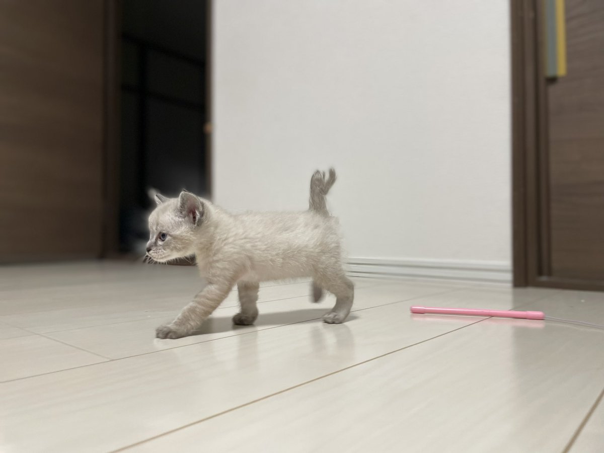 chell05021's tweet photo. おうちに新しく子猫ちゃんきたの❕ https://t.co/QVAXSG1vj6