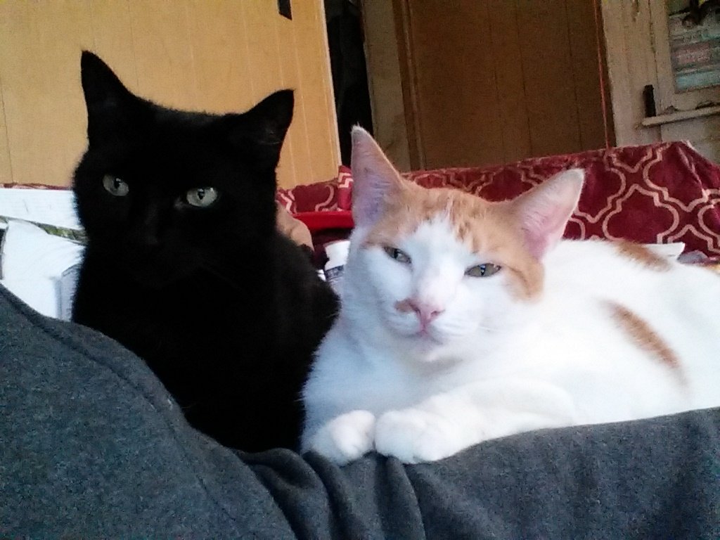 FSCARPACI's tweet photo. Brother and sister, so beautiful https://t.co/ifFDjpg5pm