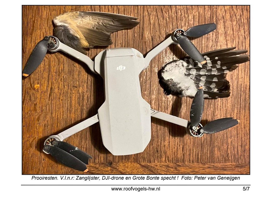 stadsnatuur's tweet photo. Fantastische 'prooirest' in nest #slechtvalk: een drone.
In 2022 zijn 39 territoria met 27 succesvolle nesten geteld in Zuid-Holland en Westelijk Noord-Brabant.
Bron: jaarverslag Werkgroep Slechtvalk Nederland door Martin Mollet
#stadsnatuur #roofvogels #urbanecology #peregrine https://t.co/5pgMptjsuE
