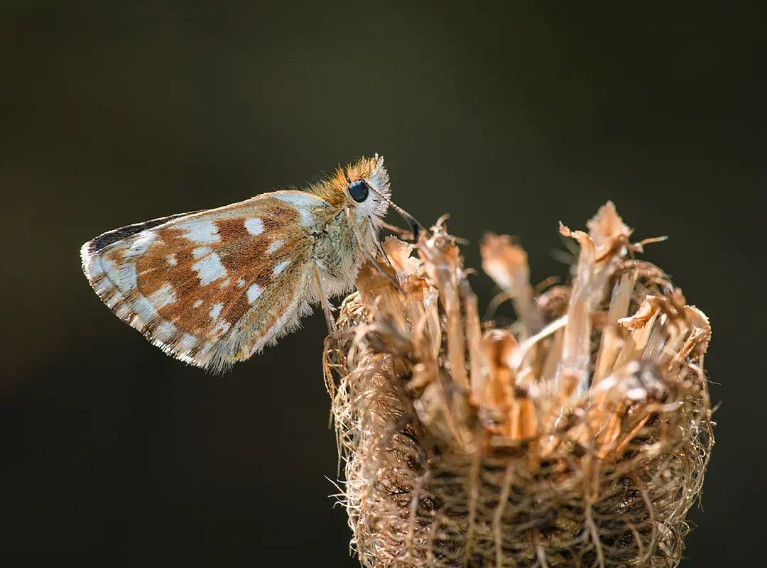 Butterfliesgeo's tweet photo. A beautiful Carline Skipper from the Alps. (Pyrgus carlinae, France)

#butterfly #butterflies https://t.co/sfxacaOfgs